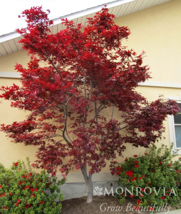 Acer pal. 'Wolff' Emperor 1 Japanese Maple 8-9', 10 gal 1"