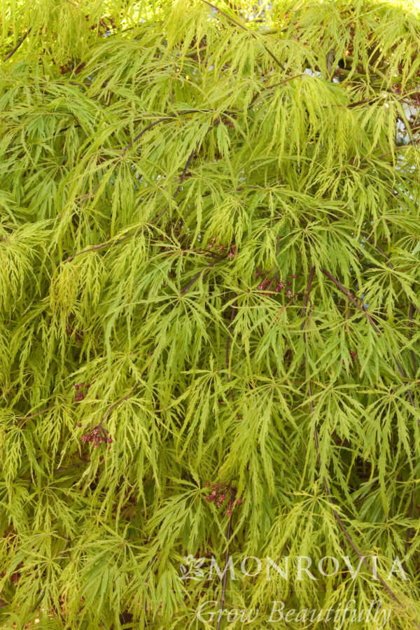 Acer pal. 'Waterfall' Weeping Green Japanese Laceleaf Maple, 5 gal - Image 3