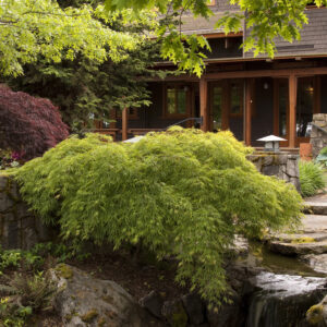 Acer pal. 'Waterfall' Weeping Green Japanese Laceleaf Maple, 5 gal