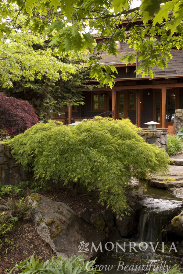 Acer pal. 'Waterfall' Weeping Green Japanese Laceleaf Maple, 5 gal