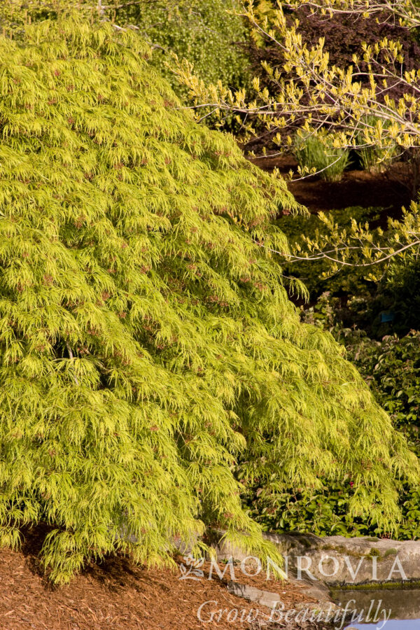 Acer pal. 'Waterfall' Weeping Green Japanese Laceleaf Maple, 5 gal - Image 2