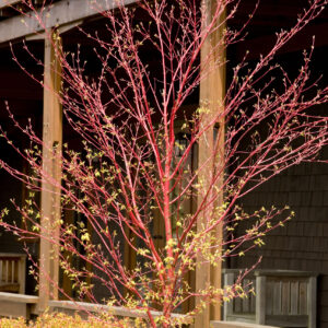 Acer pal. 'Sango kaku' Coral Bark Japanese Maple 5-6', 15 gal
