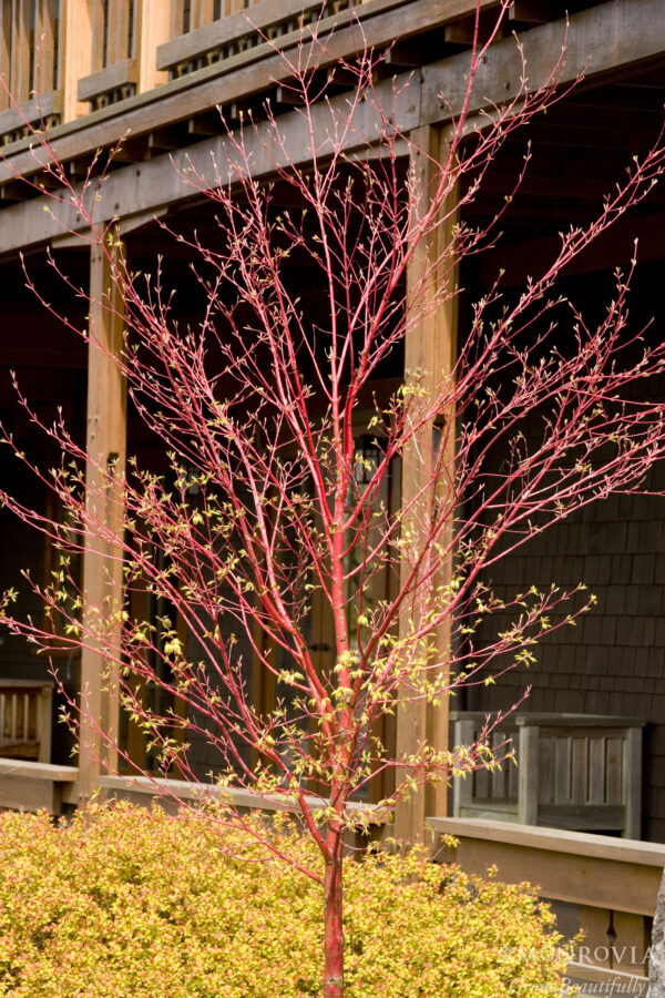 Acer pal. 'Sango kaku' Coral Bark Japanese Maple 5-6', 15 gal