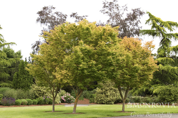 Acer pal. 'Sango kaku' Coral Bark Japanese Maple 5-6', 15 gal - Image 2