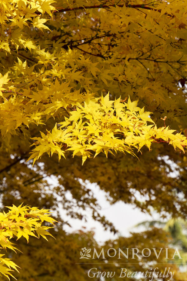 Acer pal. 'Sango kaku' Coral Bark Japanese Maple 5-6', 15 gal - Image 3