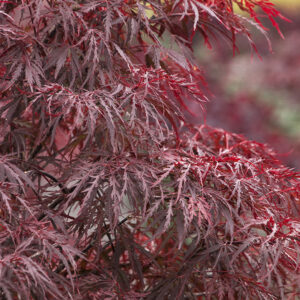 Acer pal. 'Red Dragon' Japanese Laceleaf Maple 12-18", 7 gal