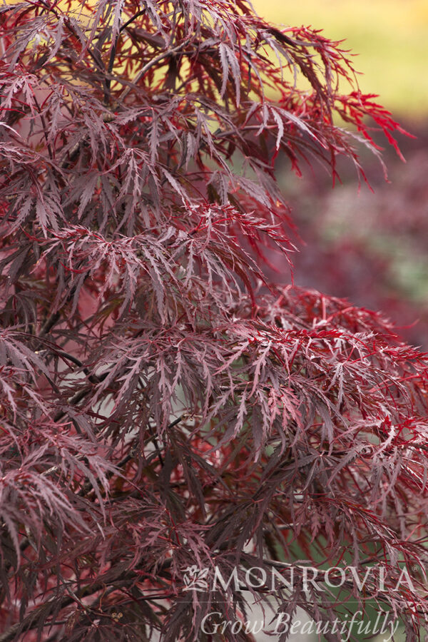 Acer pal. 'Red Dragon' Japanese Laceleaf Maple 12-18", 7 gal
