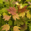 Acer cir. 'Pacific Fire' Vine Maple, 20 gal 6' - Image 3
