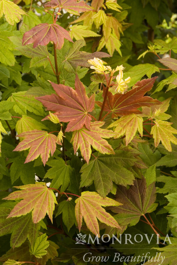 Acer cir. 'Pacific Fire' Vine Maple, 7 gal - Image 3