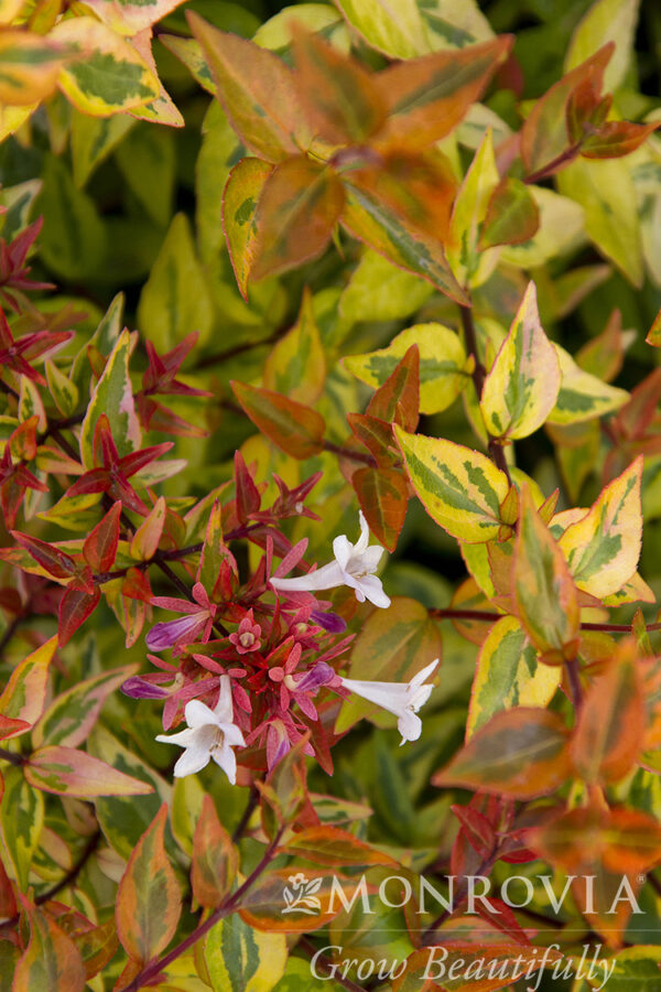 Abelia x gra. 'Kaleidoscope', 2 gal - Image 2