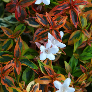 Abelia x gra. 'Kaleidoscope', 2 gal