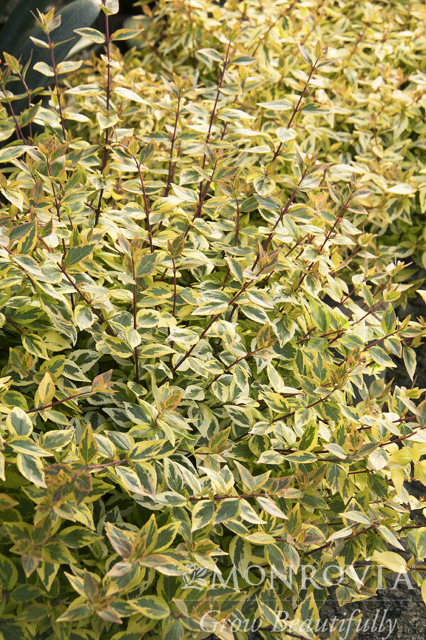 Abelia x gra. 'Kaleidoscope', 2 gal - Image 3