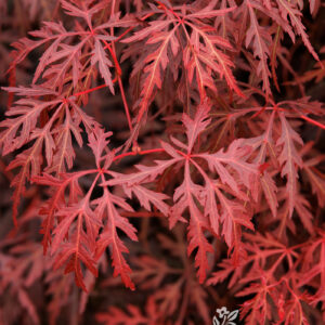 Acer pal. 'Orangeola' Japanese Laceleaf Maple, 25 gal 36-42"