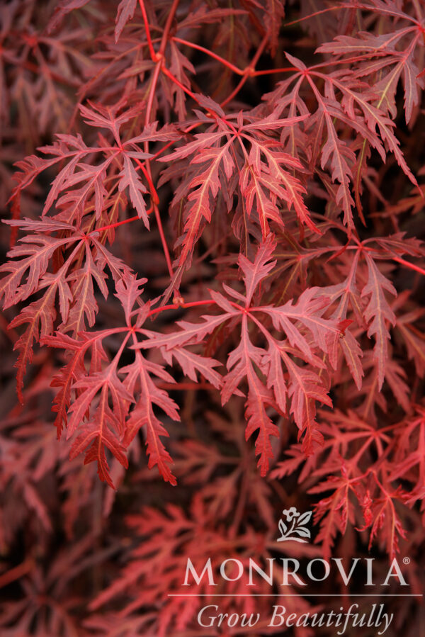 Acer pal. 'Orangeola' Japanese Laceleaf Maple, 25 gal 42-48"