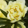 Paeonia ITOH 'Bartzella' Peony, 2 gal - Image 2