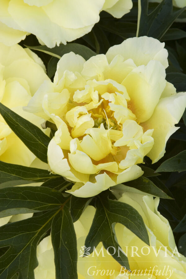 Paeonia ITOH 'Bartzella' Peony, 2 gal - Image 2