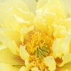 Paeonia ITOH 'Bartzella' Peony, 2 gal - Image 3