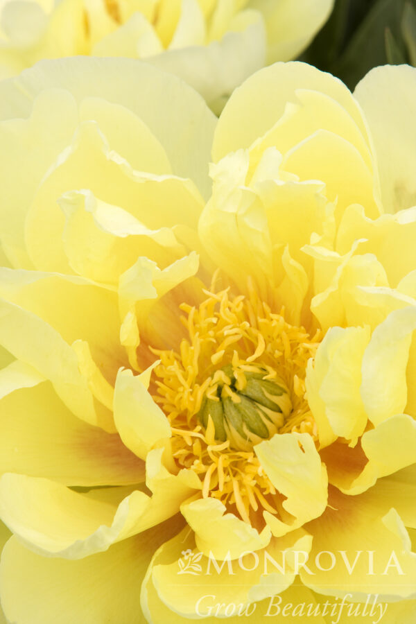 Paeonia ITOH 'Bartzella' Peony, 2 gal - Image 3