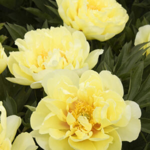 Paeonia ITOH 'Bartzella' (yellow) Peony, 1 gal