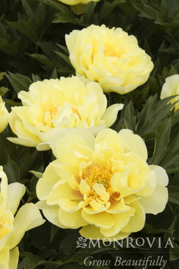 Paeonia ITOH 'Bartzella' Peony, 2 gal