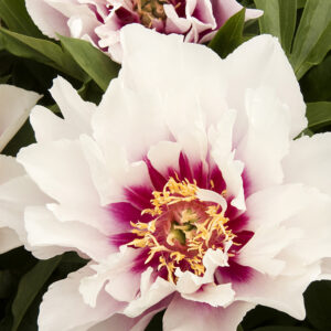 Paeonia Itoh Cora Louise Peony (white), 5 gal