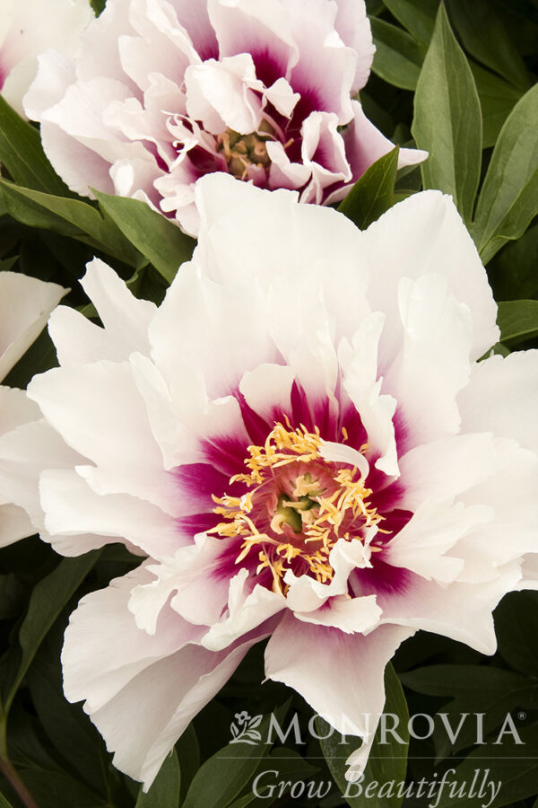 Paeonia Itoh Cora Louise Peony (white), 5 gal