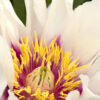 Paeonia Itoh Cora Louise Peony (white), 5 gal - Image 3