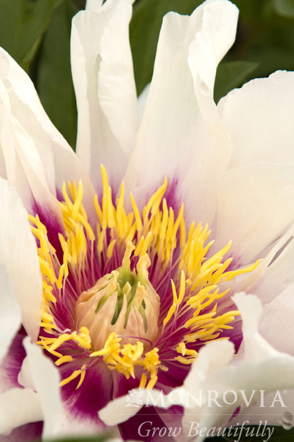 Paeonia Itoh Cora Louise Peony (white), 5 gal - Image 3