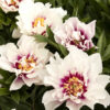 Paeonia Itoh Cora Louise Peony (white), 5 gal - Image 2