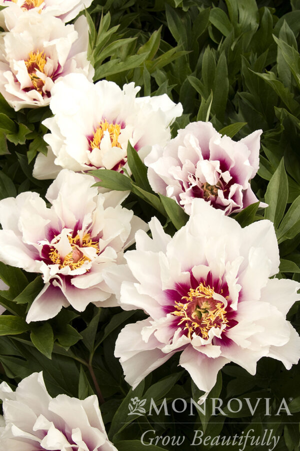 Paeonia Itoh Cora Louise Peony (white), 5 gal - Image 2
