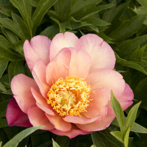 Paeonia ITOH 'Julia Rose' (pink/cream) Peony, 2 gal
