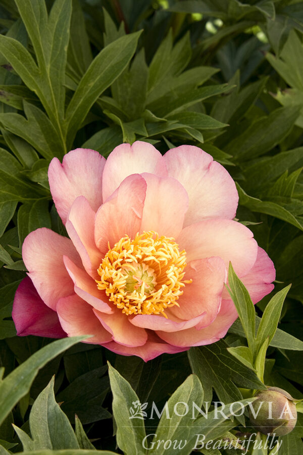 Paeonia Itoh Julia Rose Peony (Apricot), 5 gal