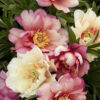 Paeonia Itoh Julia Rose Peony (Apricot), 5 gal - Image 3