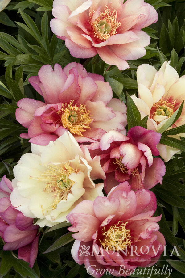 Paeonia Itoh Julia Rose Peony (Apricot), 5 gal - Image 3