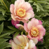 Paeonia Itoh Julia Rose Peony (Apricot), 5 gal - Image 2