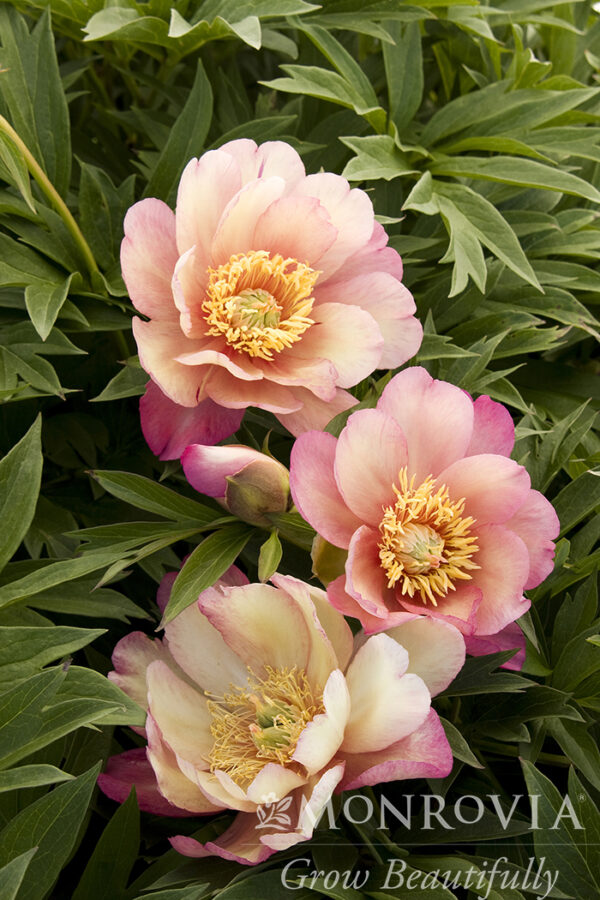 Paeonia Itoh Julia Rose Peony (Apricot), 5 gal - Image 2