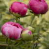 Paeonia 'Cytherea' Peony, 1 gal - Image 2
