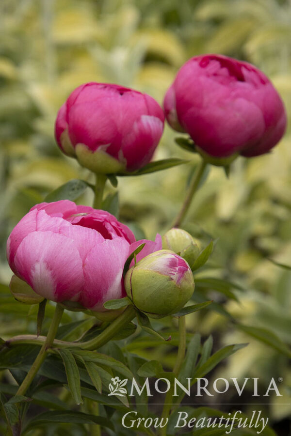 Paeonia 'Cytherea' Peony, 1 gal - Image 2