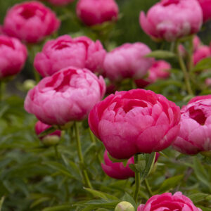 Paeonia 'Cytherea' Peony, 1 gal