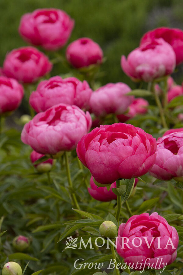 Paeonia 'Cytherea' Peony, 1 gal