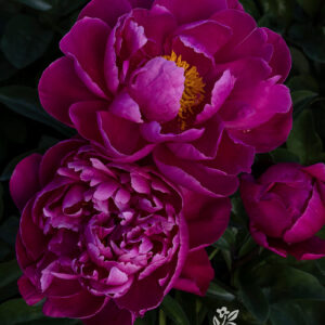 Paeonia lac. 'Red Sarah Bernhardt' (fuchsia/purple) Peony, 1 gal