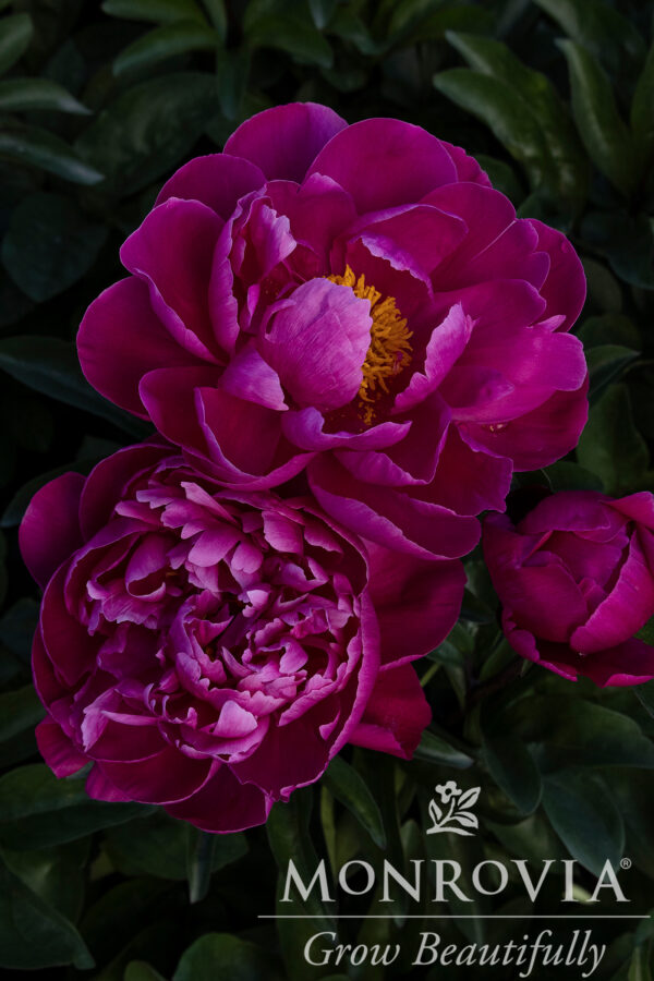 Paeonia lac. 'Red Sarah Bernhardt' (fuchsia/purple) Peony, 1 gal