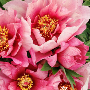 Paeonia ITOH 'Pink Ardour' Peony, 1 gal