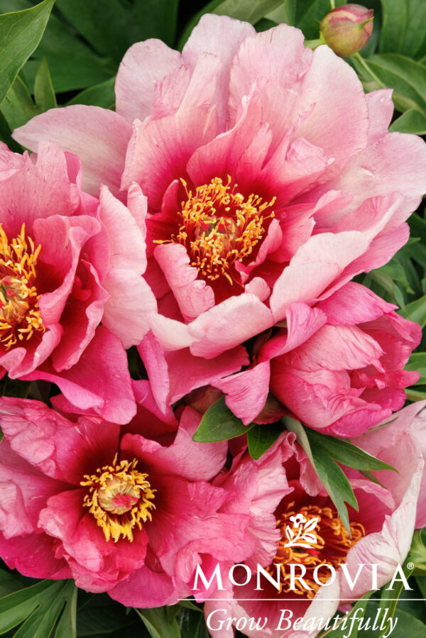 Paeonia ITOH 'Pink Ardour' Peony, 2 gal