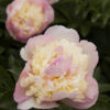 Paeonia x Raspberry Sundae Peony (pink/white), 2 gal - Image 2