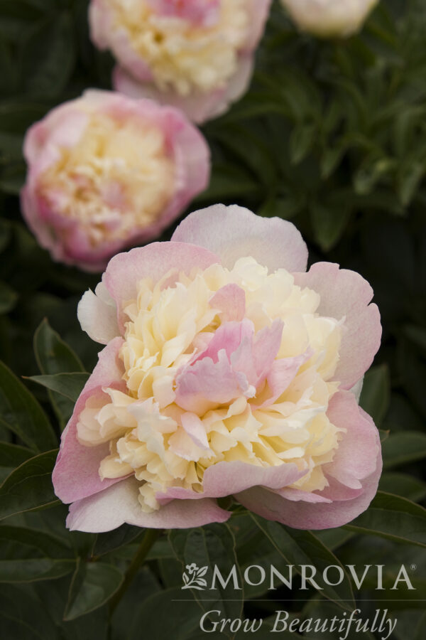 Paeonia lac. 'Raspberry Sundae' Peony, 1 gal - Image 2