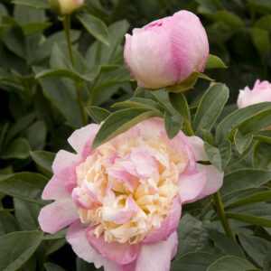Paeonia x Raspberry Sundae Peony (pink/white), 2 gal