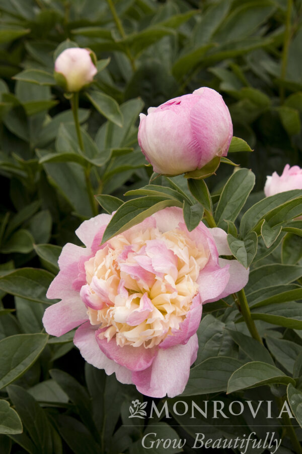 Paeonia lac. 'Raspberry Sundae' Peony, 1 gal