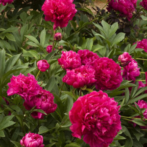 Paeonia lac. 'Karl Rosenfield' (red/fuchsia) Peony, 1 gal