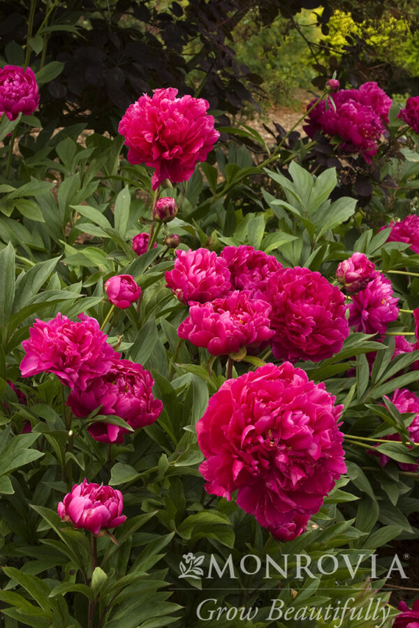 Paeonia lac. 'Karl Rosenfield' (red/fuchsia) Peony, 1 gal